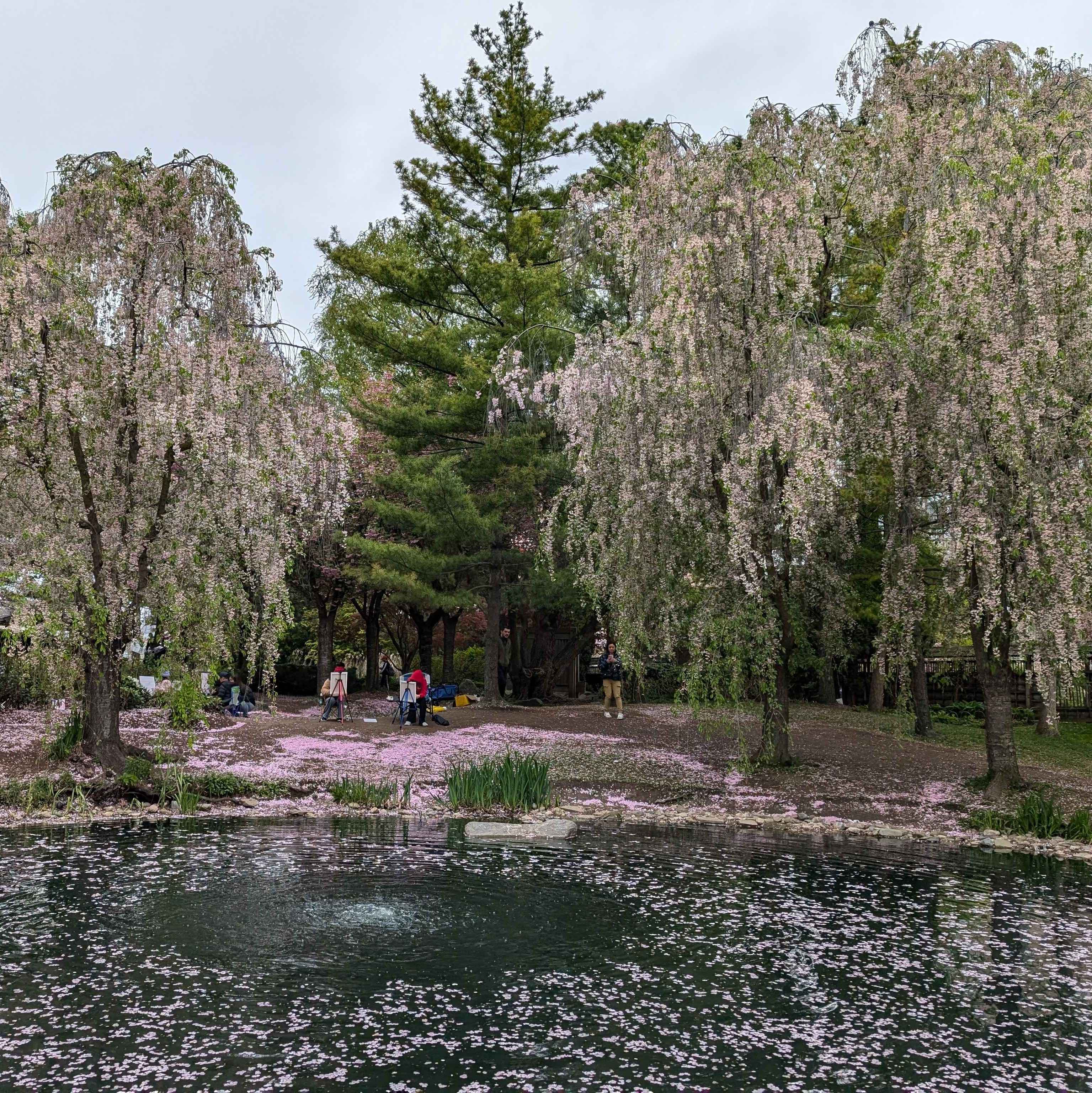 Kariya Park. An outlook of the public painting event beneath overhanging trees.